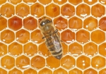 Bild: 65: Honigkontrolle vom 2009-06-20