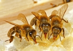Zungenparade (Bild: Steffen Remmel, 20.06.2009), Drei Honigbienen beim Honigschlecken auf einer beschädigten Honigzelle. Deutlich íst die Zunge der Honigbiene zu erkennen. 