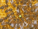 Junge Königin umgeben von ihren Hofstaat. (Bild: Steffen Remmel, 13.06.2009), Junge Königin (2009) umgeben von ihren Hofstaat bei der Eiablage. Eine Bienenkönigin die von vielen Hofstaatbienen umgeben ist, ist sehr begeht bzw. beliebt bei ihrem Bienenvolk.