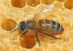 Bild: 69: Honigbiene im Profil vom 2009-06-28