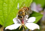 Biene beim Nektar sammeln (Bild: Steffen Remmel, 31.05.2009), Auf dem Bild kann man gut erkennen, wie die Honigbiene an den Nektar kommt. Dazu benutzt die Honigbiene ihre Zunge bzw. Rüssel und saugt den Nektar aus dem Blütenboden heraus. 
