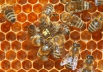 Bild: 76: Bienen attackieren eine Wespe vom 2009-09-09