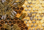 Honigklau (Bild: Steffen Remmel, 09.09.2009), Eine Wespe hat sich in den Bienenstock geschlichen und klaut den Honig!
