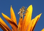 Honigbiene ruht sich in der Spätsommersonne aus. (Bild: Steffen Remmel, 19.08.2009), Nach einem anstrengenden Sommer, ruht sich eine Honigbiene auf dem Blühtenkranz einer Sonnenblume in der Spätsommersonne aus.

