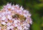 Biene & Zitronen-Thymian (Bild: Steffen Remmel, 11.07.2009), Eine Honigbiene sammelt auf einem Zitronen-Thymian den letzten Nektar des Spärsommers.