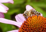 Honigbiene & Roter Scheinsonnenhut (Bild: Steffen Remmel, 11.07.2009), Im Spätsommer erntet die Honigbiene Nektar und Pollen vom Roten Scheinsonnenhut (Blüht vom Juli bis September).