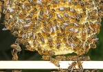 Vorsicht Baustelle! (Bild: Steffen Remmel, 25.04.2009), Honigbienen beim Wabenbau. 