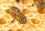 Bild: 88: Honigbiene & Brutwabe vom 2009-07-09