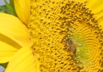 Bild: 91: Honigbiene sammelt auf einer Sonnenblume Nektar und Pollen vom 2008-08-11