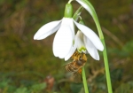 Honigbiene & Schneeglöckchen (Bild: Steffen Remmel, 27.02.2010), Honigbiene & Schneeglöckchen  Endlich ist der Winter vorbei und die ersten Honigbienen sind auf der suche nach Netktar und Pollen. Als einer der ersten Trachtpflanzen blüht das Schneeglöckchen. Wie man gut erkennen kann hat die Honigbiene schon kräftig Pollen gesammelt.