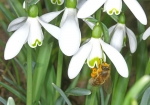 Honigbiene & Schneeglöckchen (Bild: Steffen Remmel, 27.02.2010), Honigbiene & Schneeglöckchen  Endlich ist der Winter vorbei und die ersten Honigbienen sind auf der suche nach Netktar und Pollen. Als einer der ersten Trachtpflanzen blüht das Schneeglöckchen. Wie man gut erkennen kann hat die Honigbiene schon kräftig Pollen gesammelt.
