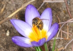 Bild: 97: Honigbiene besucht den Frühlings-Krokus vom 2010-03-17