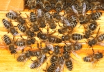 Königin vor dem Hochzeitsflug (Bild: Steffen Remmel, 24.05.2010), Hofstaatbienen begleiten die Königin vor dem Flugloch. Die Aufnahme entstand vor dem Hochzeitsflug. Wenig später wurde die begattete Königin von ihren Bienen schon sehnlichst erwartet. An diesem Tag startete die König mehrmals zum Hochzeitsflug.