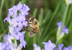 Honigbiene auf einer Lavendelblüte (Bild: Steffen Remmel, 26.06.2010), Im Juni 2010 besuchen die Honigbiene die Trachtplanze Lavendel. 
