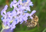 Bild: 115: Honigbiene auf einer Lavendelblüte vom 2010-06-06