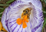 Bild: 117: Krokus wichtiger Pollenlieferant vom 2010-03-17