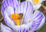 Bild: 118: Krokus wichtiger Pollenlieferant vom 2010-03-17