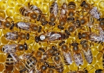 Königin aus 2011 mit Hofstaat (Bild: Steffen Remmel, 28.05.2012), Bienenkönigin aus dem Jahr 2011 beim Eiablage mit Hofstaat. EIn Flügel der Königin ist beschnitten, um das Schwärmen des Volkes zu verhindern.

