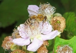 Brombeere und Honigbiene (Bild: Steffen Remmel, 03.07.2013), Überall blühen zur Zeit die Brombeere. Die Brombeere ist einer der letzten Massen-Trachten im Jahr. In Hessen ist in Regel Mitte Juli Trachtende.
