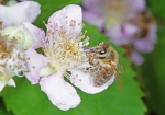 Nektarernte auf einer Brombeer-Blüte (Bild: Steffen Remmel, 03.07.2013), Überall blühen zur Zeit die Brombeere. Die Brombeere ist einer der letzten Massen-Trachten im Jahr. In Hessen ist in Regel Mitte Juli Trachtende.
