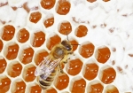 Aktive Honigreifung, Honigeintrag (Bild: Steffen Remmel, 02.07.2013), Honigbiene beim Eintrag von Honig auf einer Honigwabe. Durch Umtragen des Honigs von den Honigbienen, von Zelle zu Zelle, reift dieser aktiv und die Wassergehalt im Honig wird reduziert.