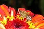 Bild: 128: Honigbiene @ Zinnie vom 2013-09-04
