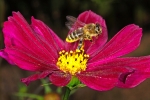 Honigbiene besucht eine Fiederblättriges Schmuckkörbchen (Bild: Steffen Remmel, 03.09.2013), Honigbiene besucht eine Fiederblättriges Schmuckkörbchen (Cosmos bipinnatus, Familie der Korbblütler (Asteraceae)). Blühzeitraum von Anfang Juli bis Ende September.
