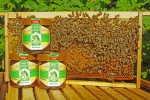 Von der Biene ins Glas (Bild: Steffen Remmel, 04.09.2013), Produktpräsentation Bienenwabe mit Honiggläser. Der Weg vom Nektar zum fertigen Honig im Glas.




