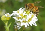 Honigbiene & Quell-Hornkraut (Bild: Steffen Remmel, 10.06.2009), Eine Honigbiene besucht Blüten des Quell-Hornkraut (Lateinisch: Cerastium fontanum; wissenschaftl. Name: Cerastium holosteoides; Familie: Nelkengewächse (Caryophyllaceae)). Gut zu erkennen ist das vollgepackte Pollenhöschen, mit gelben Pollen.