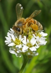 Honigbiene & Quell-Hornkraut (Bild: Steffen Remmel, 10.06.2009), Eine Honigbiene besucht Blüten des Quell-Hornkraut (Lateinisch: Cerastium fontanum; wissenschaftl. Name: Cerastium holosteoides; Familie: Nelkengewächse (Caryophyllaceae)). Gut zu erkennen ist das vollgepackte Pollenhöschen, mit gelben Pollen.
